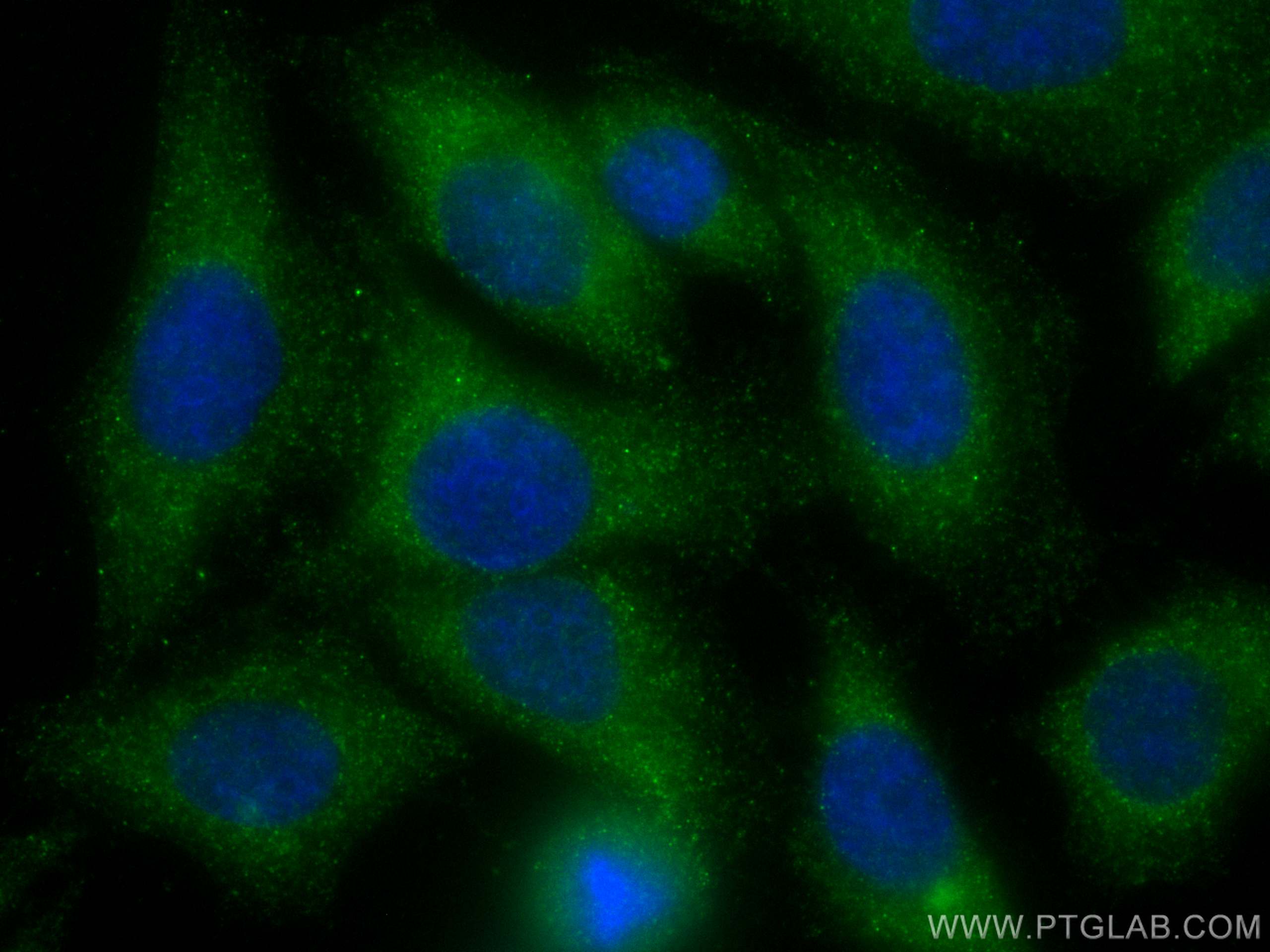 Immunofluorescence (IF) / fluorescent staining of HepG2 cells using CoraLite® Plus 488-conjugated ARF4 Monoclonal anti (CL488-68204)
