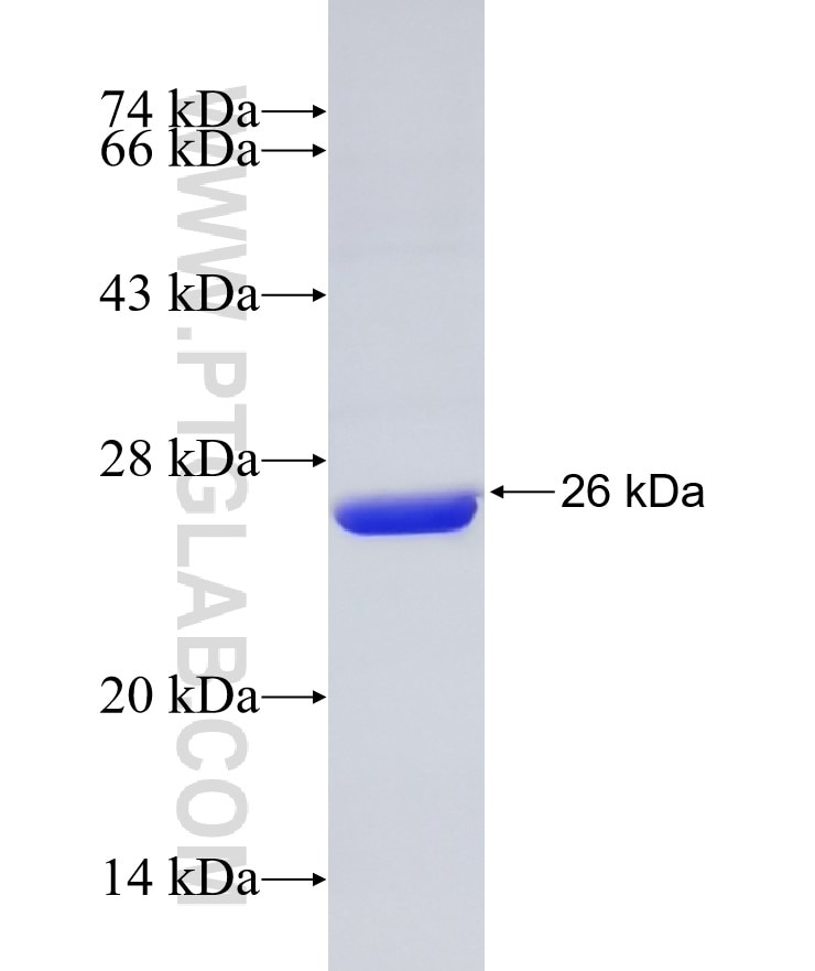 ARF4 fusion protein Ag25522 SDS-PAGE