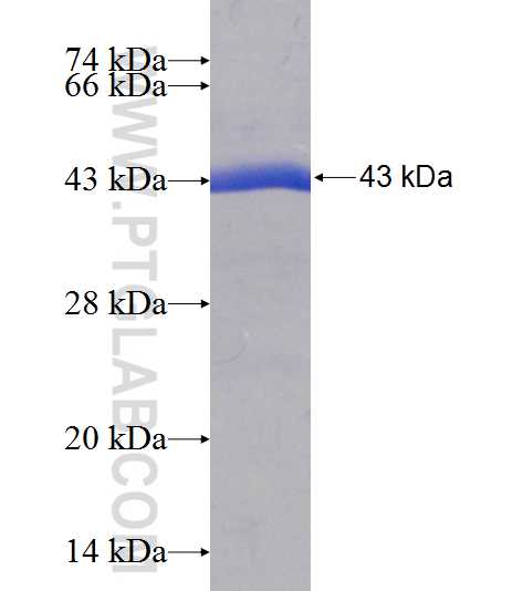 ARF4 fusion protein Ag2272 SDS-PAGE