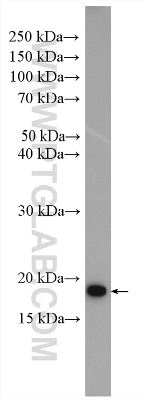 Western Blot (WB) analysis of PC-12 cells using ARF5 Polyclonal antibody (15281-1-AP)