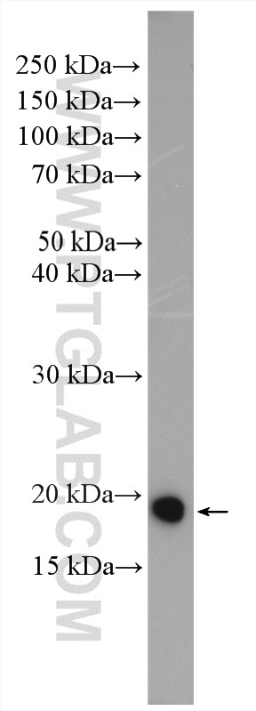 Western Blot (WB) analysis of Raji cells using ARF5 Polyclonal antibody (15281-1-AP)