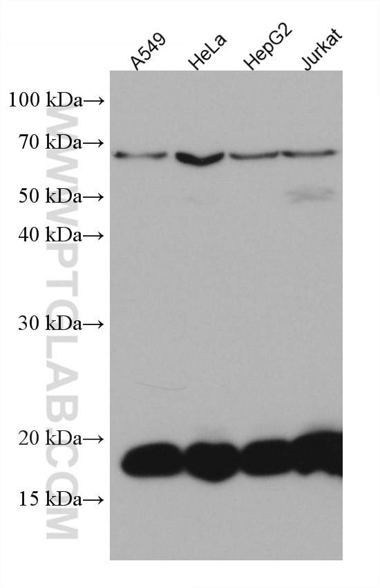 Western Blot (WB) analysis of various lysates using ARF5 Monoclonal antibody (67279-1-Ig)