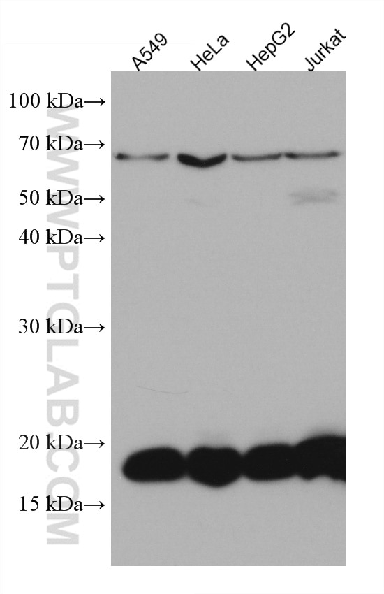 WB analysis using 67279-1-Ig