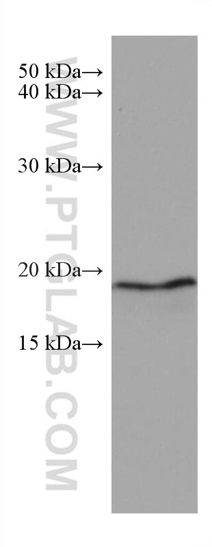 Western Blot (WB) analysis of pig brain tissue using ARF5 Monoclonal antibody (67279-1-Ig)