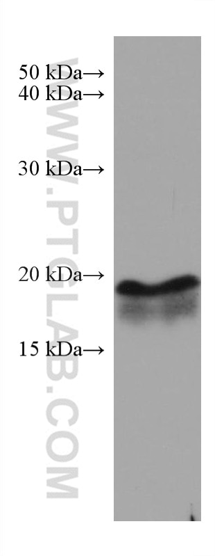 Western Blot (WB) analysis of rat brain tissue using ARF5 Monoclonal antibody (67279-1-Ig)