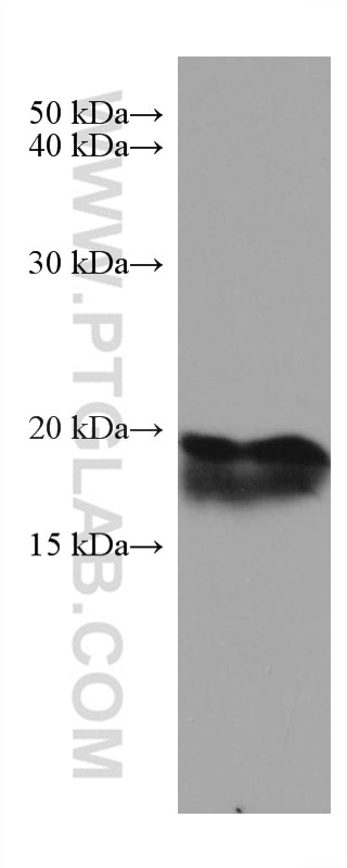 Western Blot (WB) analysis of mouse brain tissue using ARF5 Monoclonal antibody (67279-1-Ig)