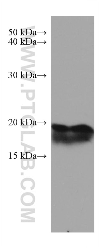 Western Blot (WB) analysis of mouse brain tissue using ARF5 Monoclonal antibody (67279-1-Ig)