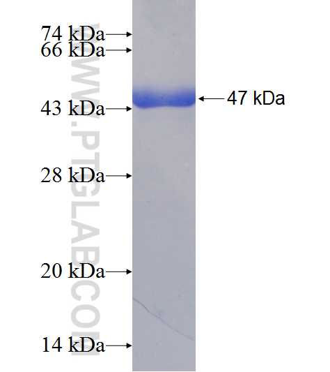 ARF5 fusion protein Ag7400 SDS-PAGE