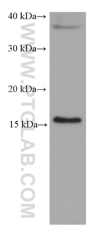 Western Blot (WB) analysis of MCF-7 cells using ARF6 Monoclonal antibody (68924-1-Ig)