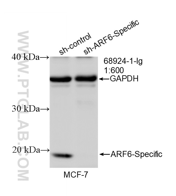 Western Blot (WB) analysis of MCF-7 cells using ARF6 Monoclonal antibody (68924-1-Ig)