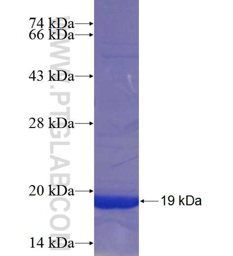ARF6 fusion protein Ag12642 SDS-PAGE