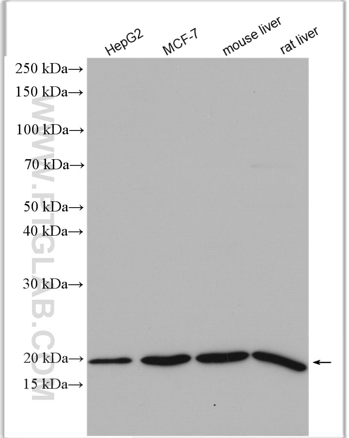 Western Blot (WB) analysis of various lysates using ARF6-Specific Polyclonal antibody (20225-1-AP)