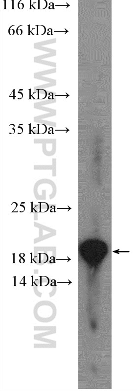 Western Blot (WB) analysis of HepG2 cells using ARF6-Specific Polyclonal antibody (20225-1-AP)