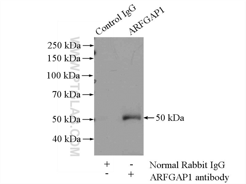 Immunoprecipitation (IP) experiment of mouse testis tissue using ARFGAP1 Polyclonal antibody (13571-1-AP)