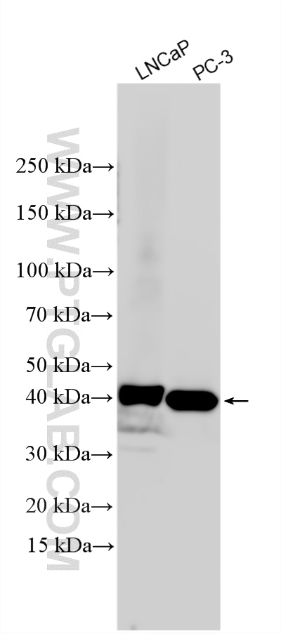 Western Blot (WB) analysis of various lysates using ARFGAP1 Polyclonal antibody (13571-1-AP)