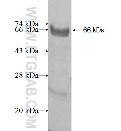 ARFGAP2 fusion protein Ag9740 SDS-PAGE