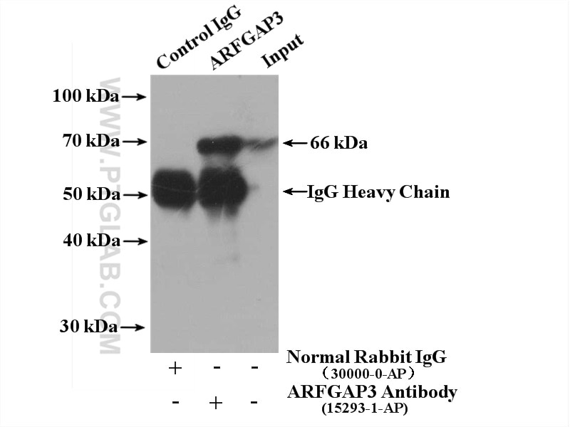 Immunoprecipitation (IP) experiment of HepG2 cells using ARFGAP3 Polyclonal antibody (15293-1-AP)