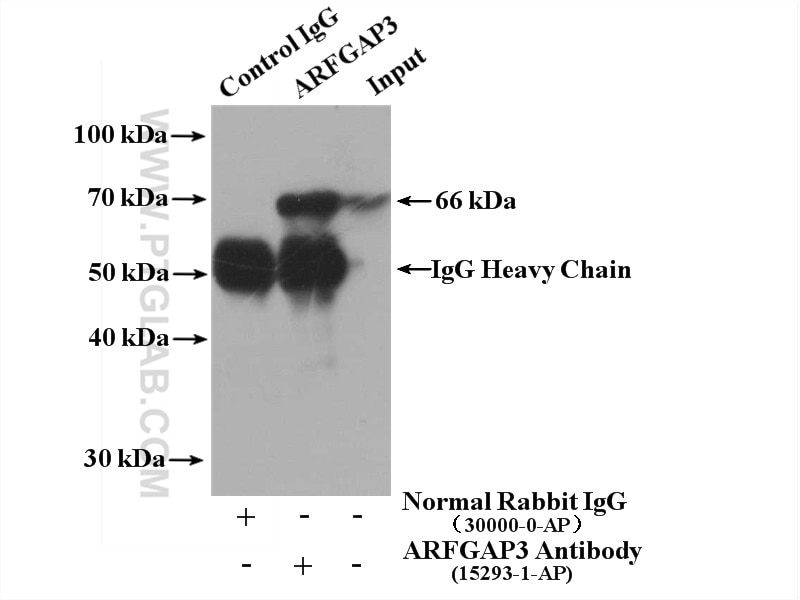 IP experiment of HepG2 using 15293-1-AP