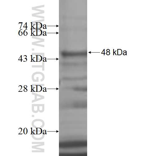 ARFGAP3 fusion protein Ag7638 SDS-PAGE