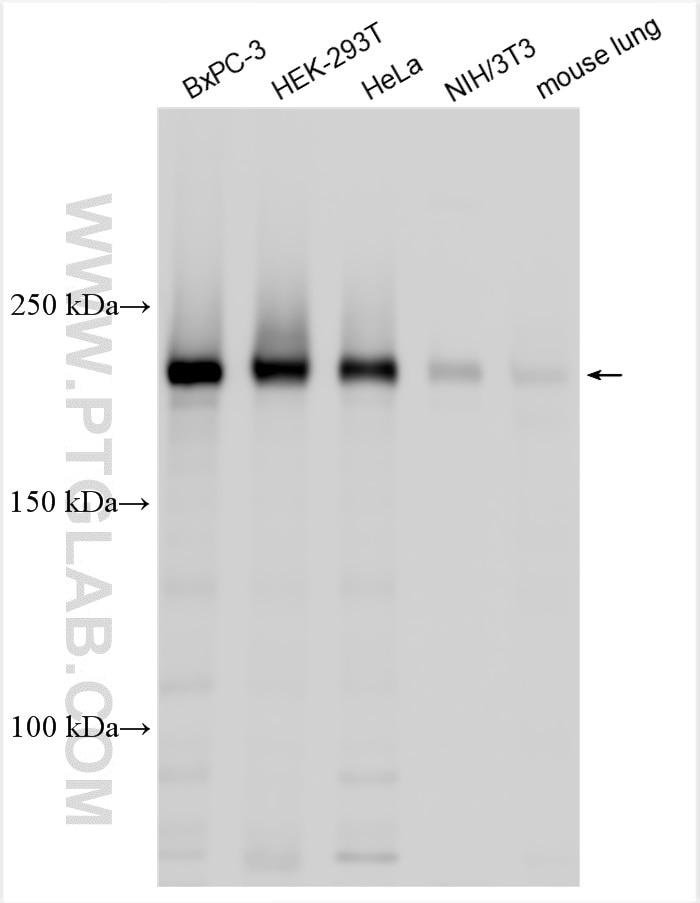 Western Blot (WB) analysis of various lysates using ARFGEF1 Polyclonal antibody (31684-1-AP)