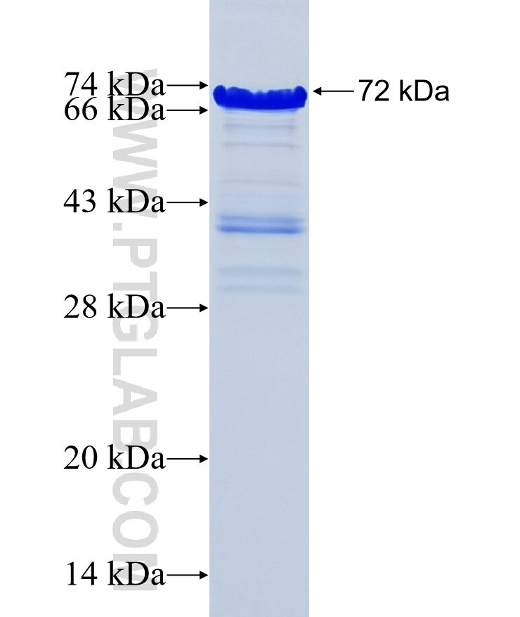 ARFGEF1 fusion protein Ag35629 SDS-PAGE