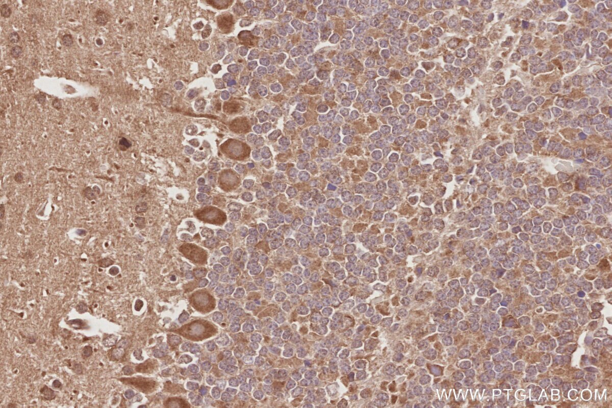 IHC staining of mouse cerebellum using 31277-1-AP Immunohistochemistry (IHC) staining of mouse cerebellum tissue using ARFGEF2 Polyclonal antibody (31277-1-AP)