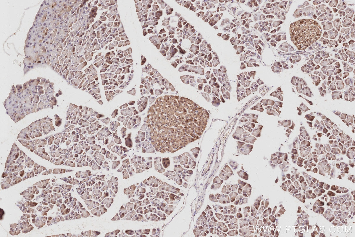IHC staining of mouse pancreas using 31277-1-AP Immunohistochemistry (IHC) staining of mouse pancreas tissue using ARFGEF2 Polyclonal antibody (31277-1-AP)