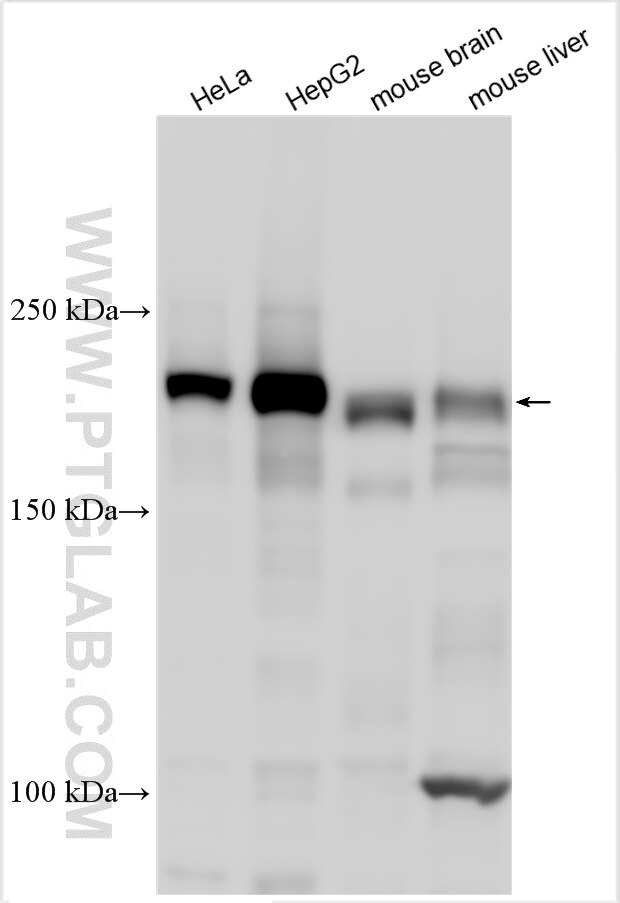 Western Blot (WB) analysis of various lysates using ARFGEF2 Polyclonal antibody (31277-1-AP)