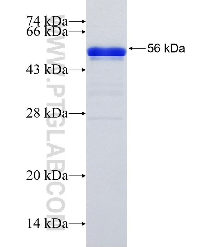 ARFGEF2 fusion protein Ag35396 SDS-PAGE