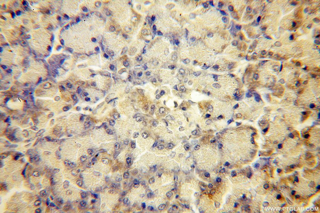 Immunohistochemistry (IHC) staining of human pancreas tissue using Arfaptin-1 Polyclonal antibody (17726-1-AP)