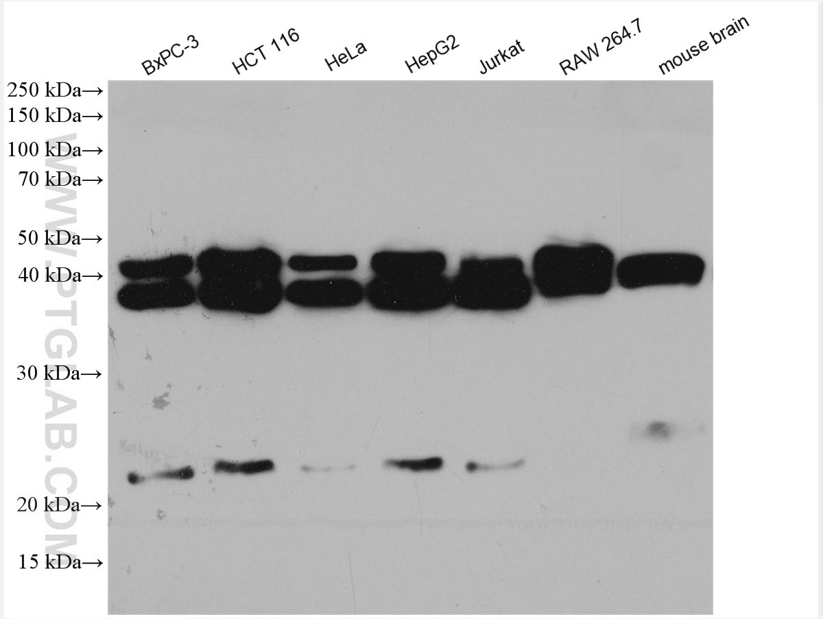 Western Blot (WB) analysis of various lysates using Arfaptin-1 Polyclonal antibody (17726-1-AP)
