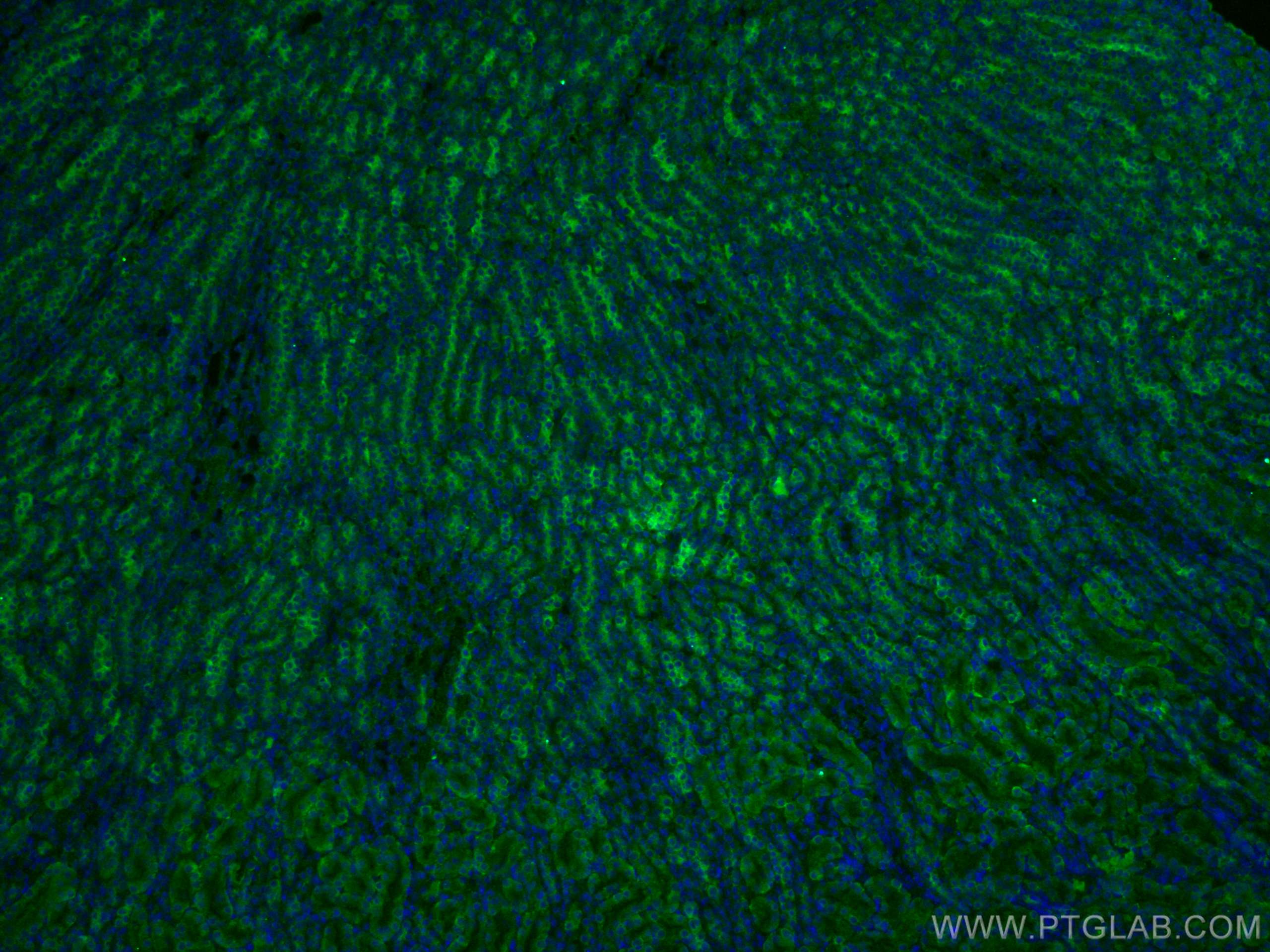 Immunofluorescence (IF) / fluorescent staining of mouse kidney tissue using Arfaptin-1 Monoclonal antibody (67461-1-Ig)