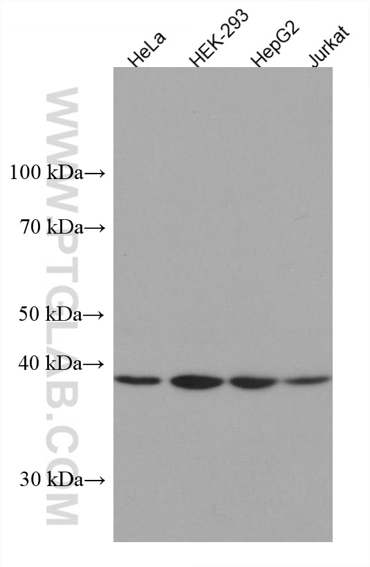 Western Blot (WB) analysis of various lysates using Arfaptin-1 Monoclonal antibody (67461-1-Ig)