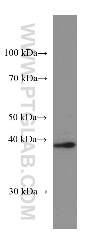 Western Blot (WB) analysis of HSC-T6 cells using Arfaptin-1 Monoclonal antibody (67461-1-Ig)