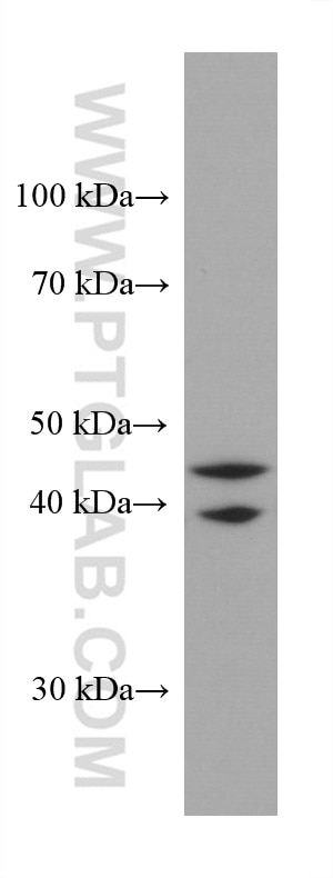 Western Blot (WB) analysis of NIH/3T3 cells using Arfaptin-1 Monoclonal antibody (67461-1-Ig)