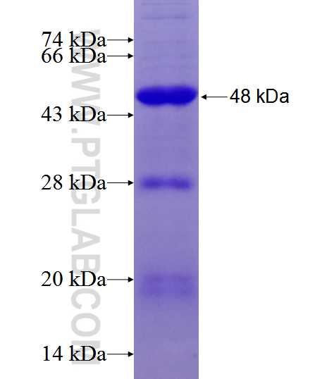 ARFIP1 fusion protein Ag12097 SDS-PAGE