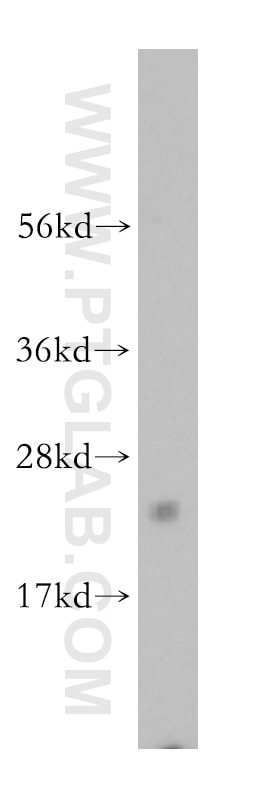 WB analysis of Jurkat using 17712-1-AP