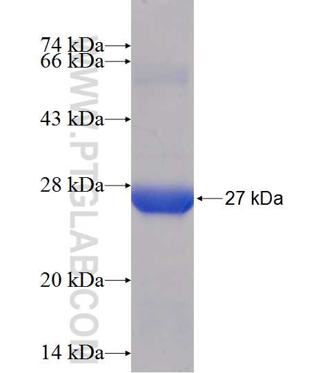 ARFRP1 fusion protein Ag12213 SDS-PAGE