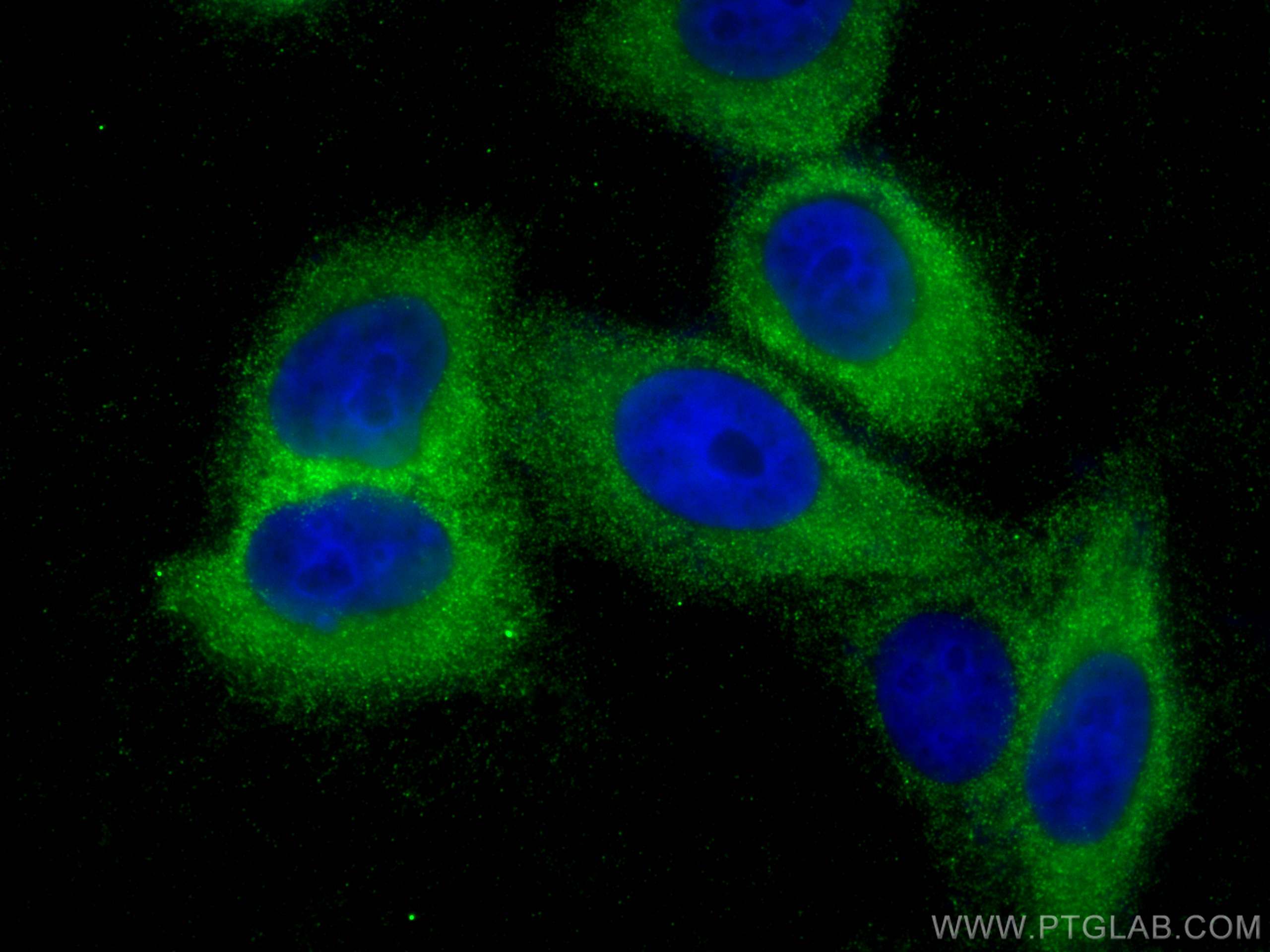 Immunofluorescence (IF) / fluorescent staining of HepG2 cells using Arginase-1 Polyclonal antibody (16001-1-AP)