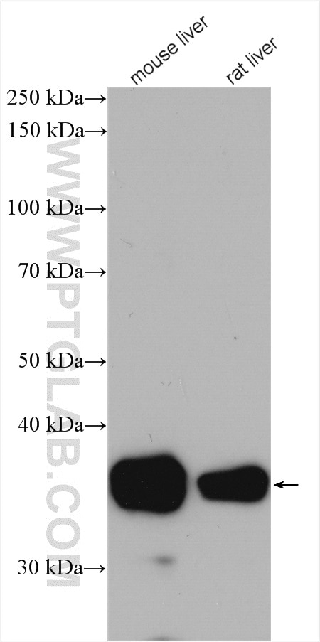 Western Blot (WB) analysis of various lysates using Arginase-1 Polyclonal antibody (16001-1-AP)