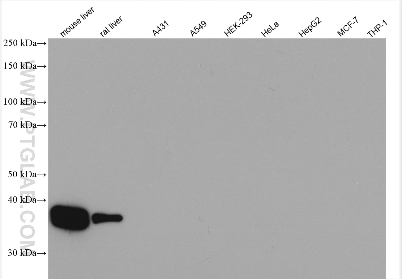 Western Blot (WB) analysis of various lysates using Arginase-1 Polyclonal antibody (16001-1-AP)