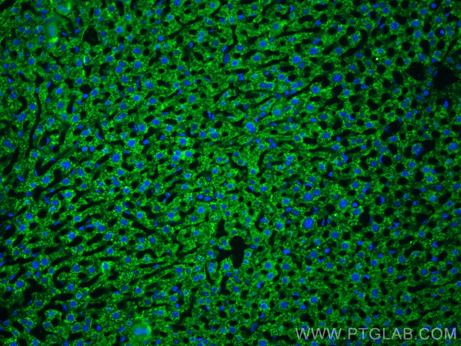 Immunofluorescence (IF) / fluorescent staining of mouse liver tissue using Arginase-1 Monoclonal antibody (66129-1-Ig)