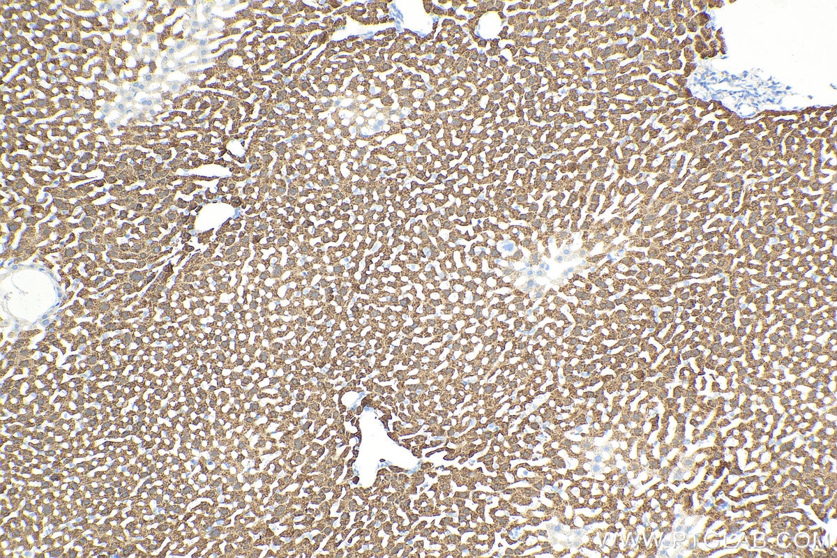 Immunohistochemistry (IHC) staining of mouse liver tissue using Arginase-1 Monoclonal antibody (66129-1-Ig)