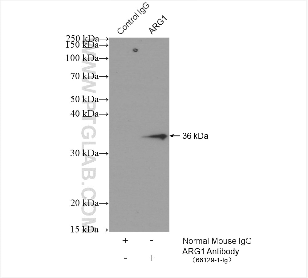 Immunoprecipitation (IP) experiment of rat liver tissue using Arginase-1 Monoclonal antibody (66129-1-Ig)