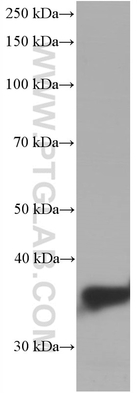 Western Blot (WB) analysis of pig liver tissue using Arginase-1 Monoclonal antibody (66129-1-Ig)