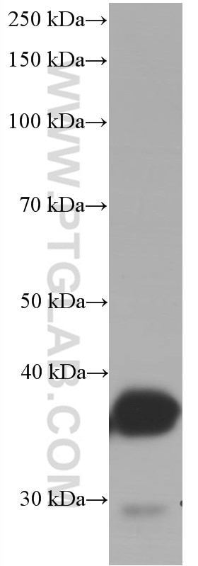 Western Blot (WB) analysis of rat liver tissue using Arginase-1 Monoclonal antibody (66129-1-Ig)