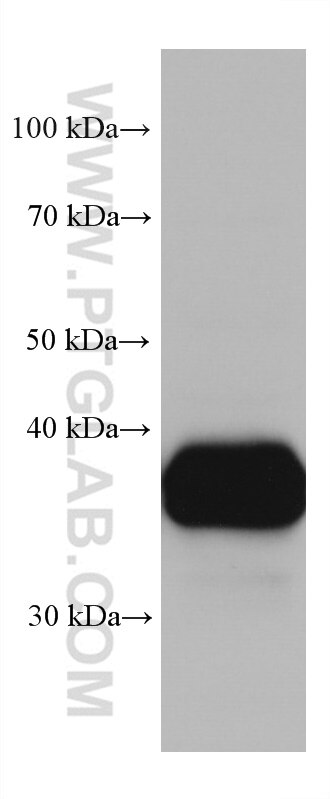 Western Blot (WB) analysis of mouse liver tissue using Arginase-1 Monoclonal antibody (66129-1-Ig)