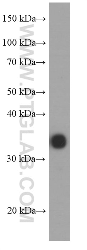 Western Blot (WB) analysis of pig liver tissue using Arginase-1 Monoclonal antibody (66129-1-Ig)