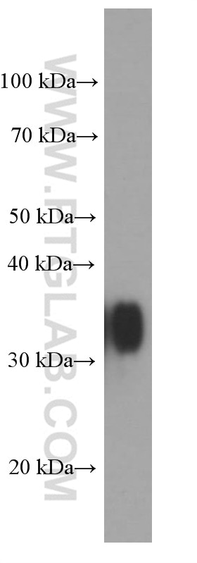 Western Blot (WB) analysis of rat liver tissue using Arginase-1 Monoclonal antibody (66129-1-Ig)