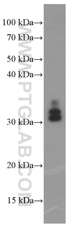 Western Blot (WB) analysis of RAW 264.7 cells using Arginase-1 Monoclonal antibody (66129-1-Ig)